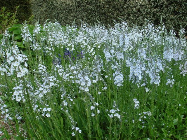 Veronica gentianoides